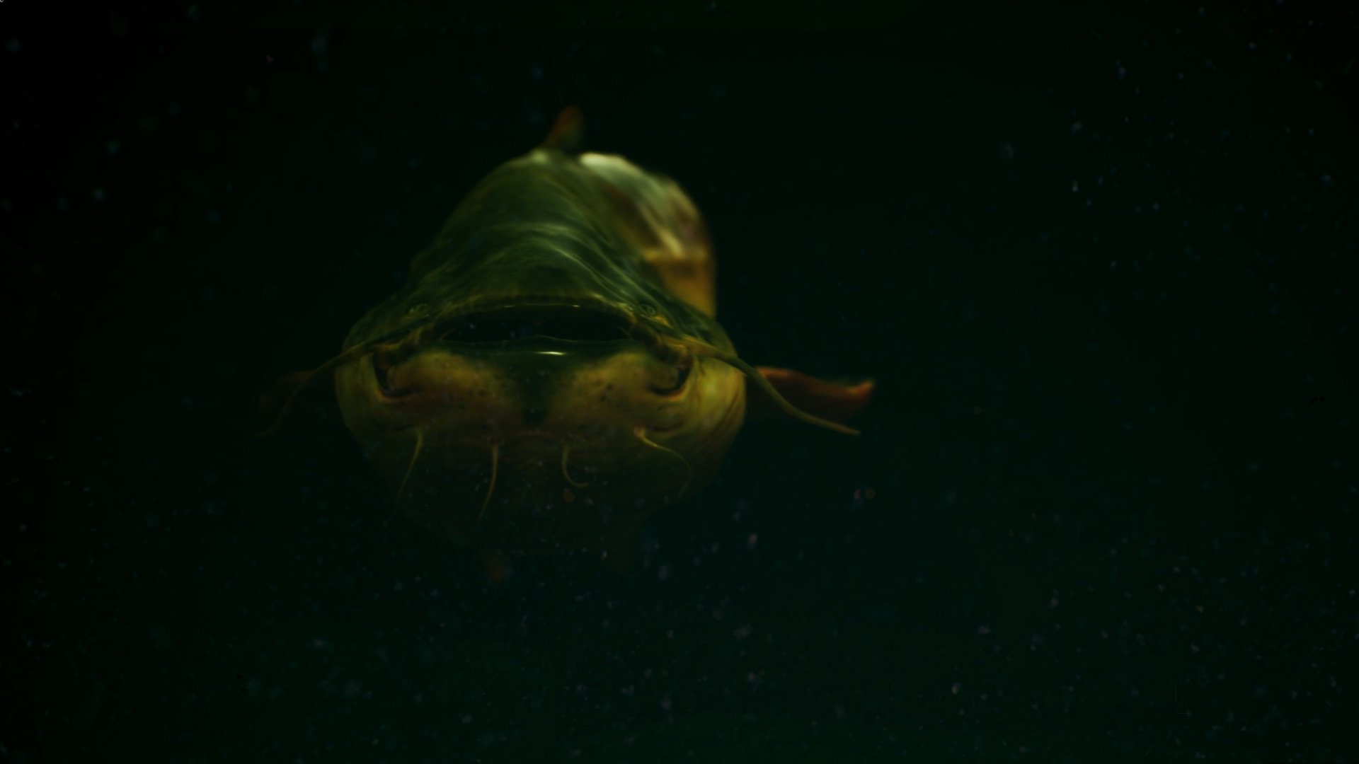 The Catch: Carp & Coarse