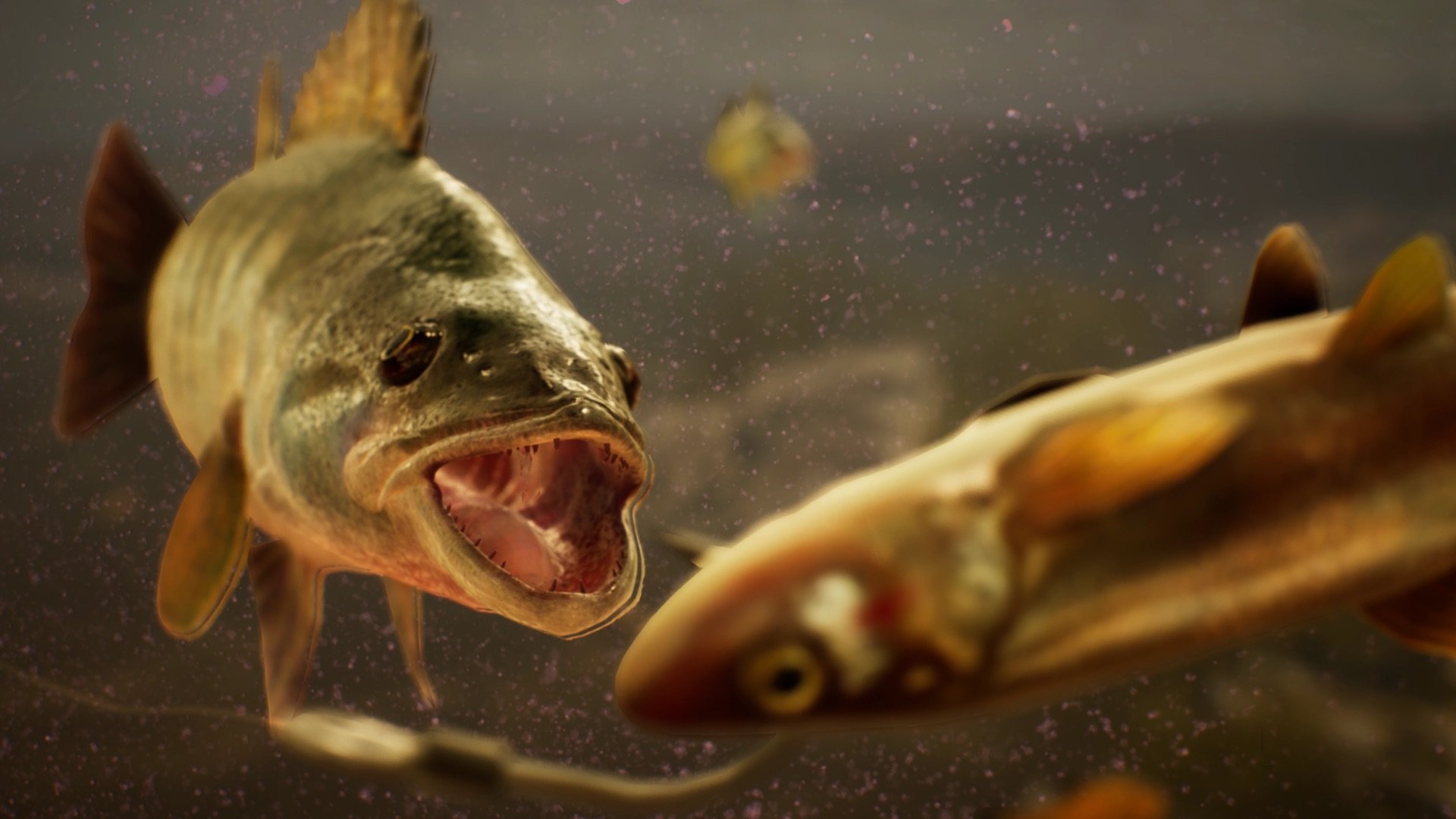 The Catch: Carp & Coarse