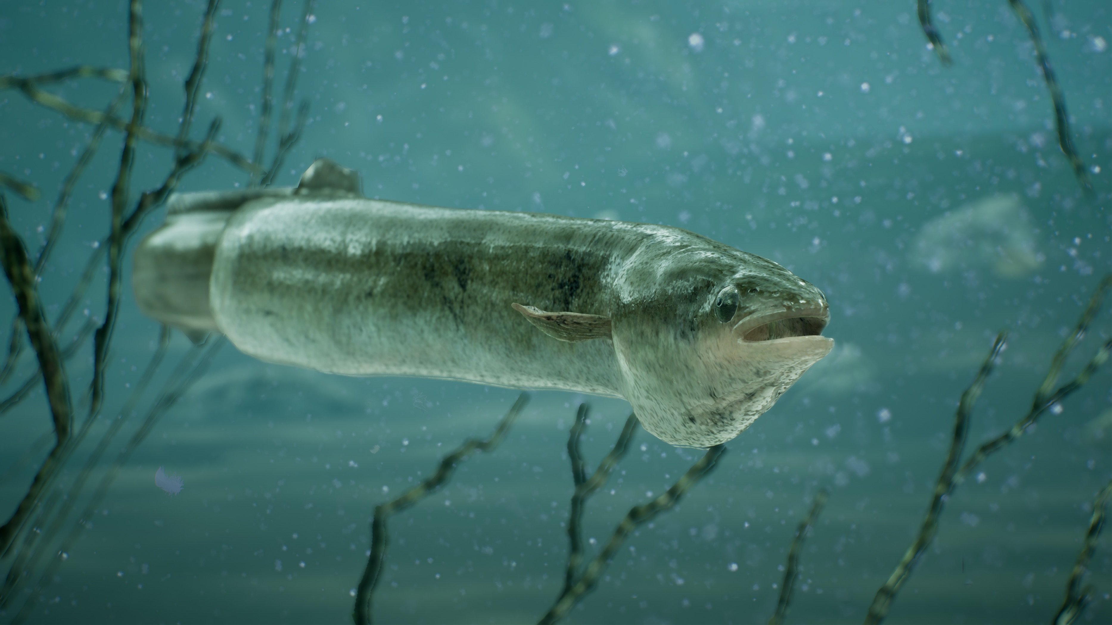 The Catch: Carp & Coarse